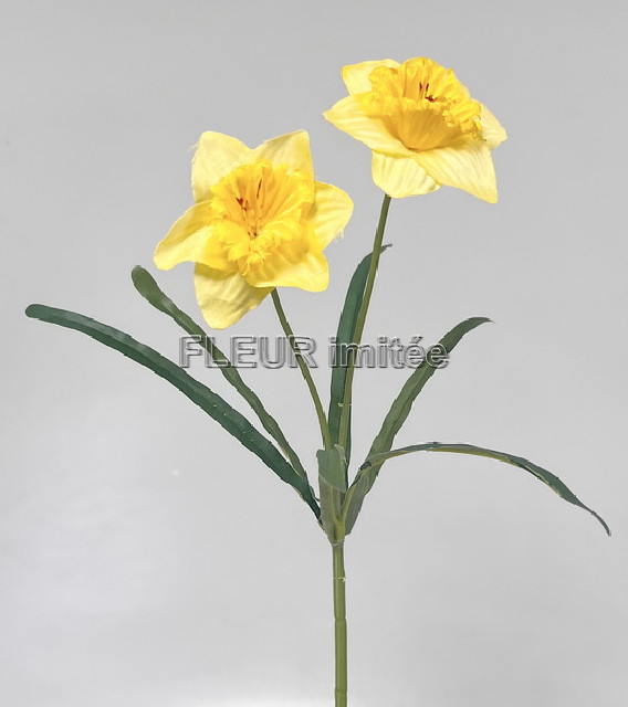 Narcis x2 41cm  48/480