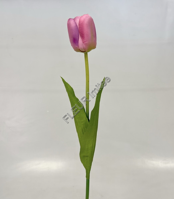 Tulipán x1 53cm 24/288