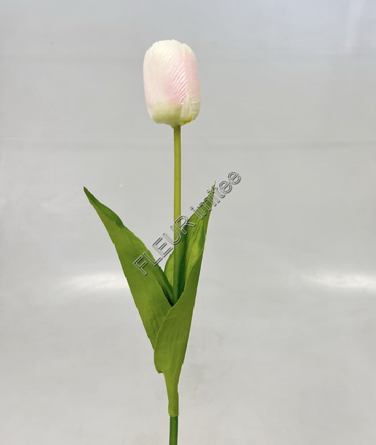 Tulipán x1 53cm 24/288
