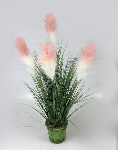 Tráva pampa 80cm v obalu