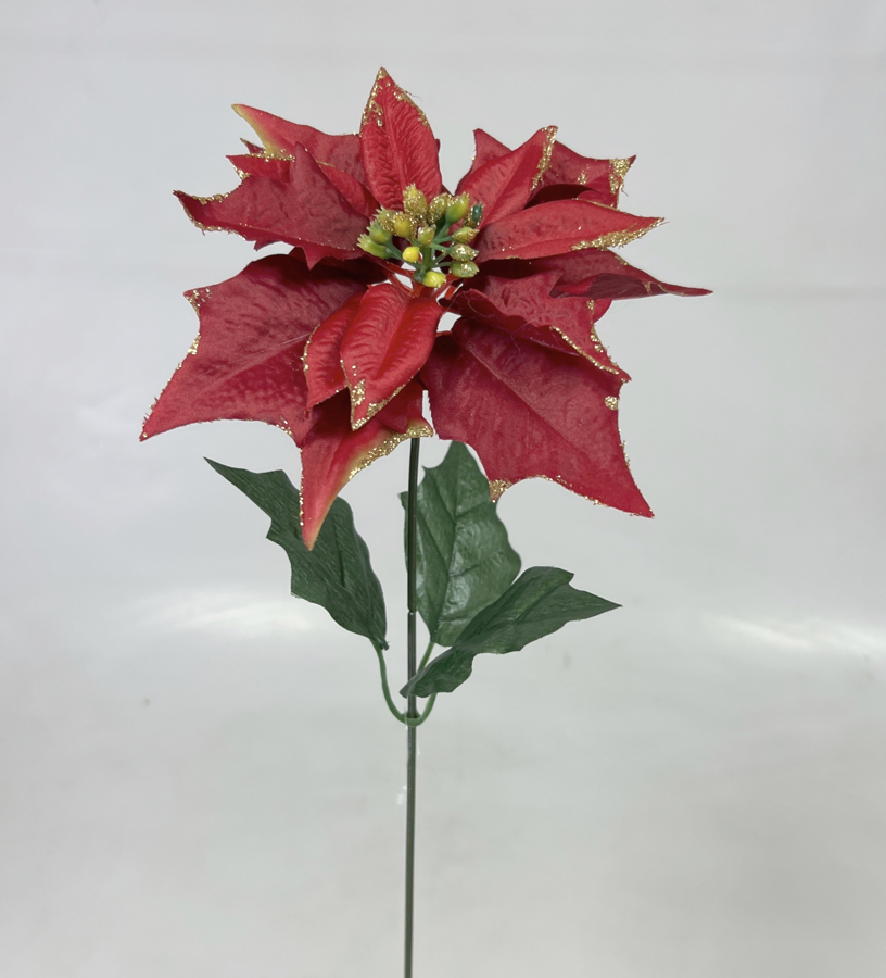 Poinsettia  x1  46/19cm zl.okraj 12/144