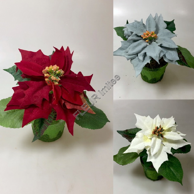 Poinsettia x1 v obalu 20cm 12/144