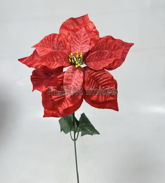 Poinsettia x1  60cm /24cm 12/576