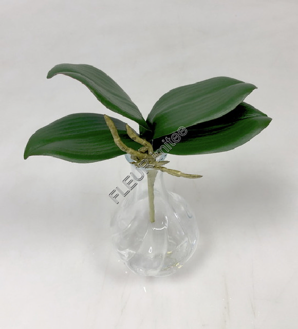 Listy orchidea x4  18cm  36/216