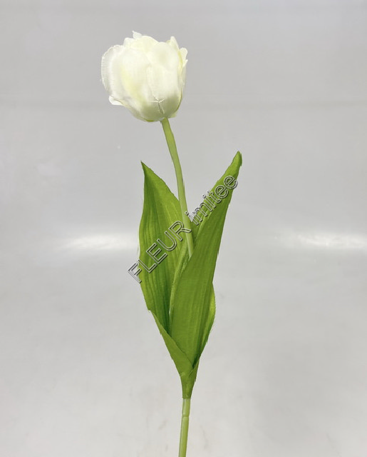 Tulipán x1 55cm 12/480