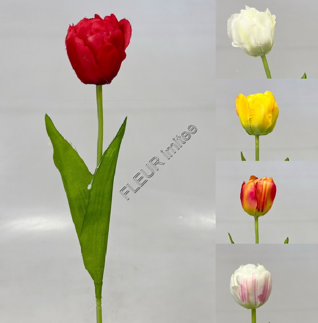 Tulipán x1 55cm 12/480