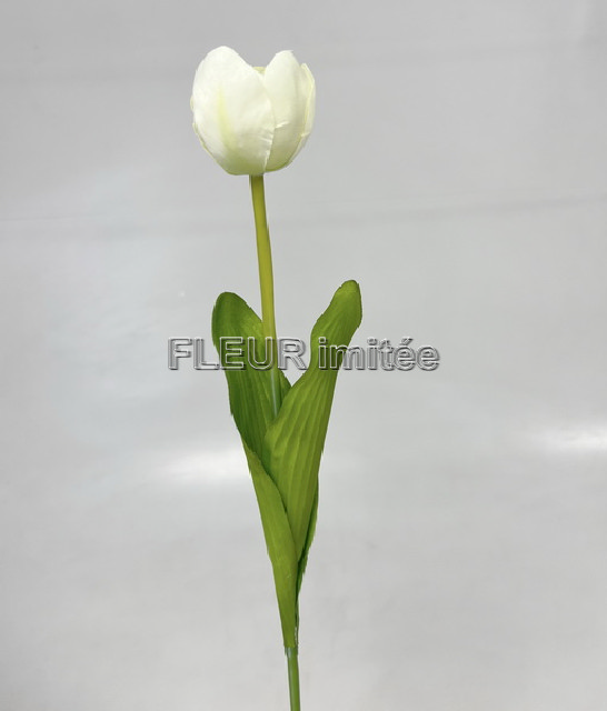 Tulipán x1 55cm 48/480