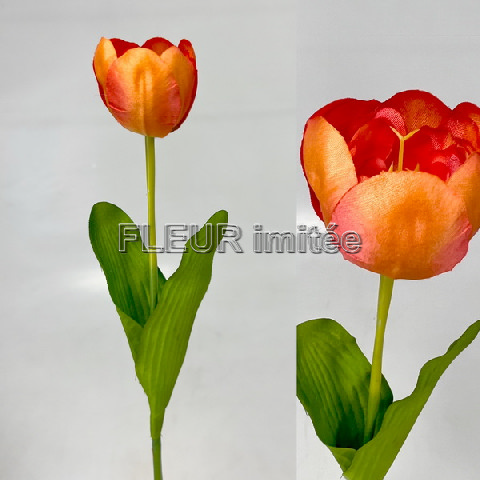 Tulipán x1 55cm 48/480