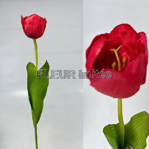 Tulipán x1 55cm 48/480