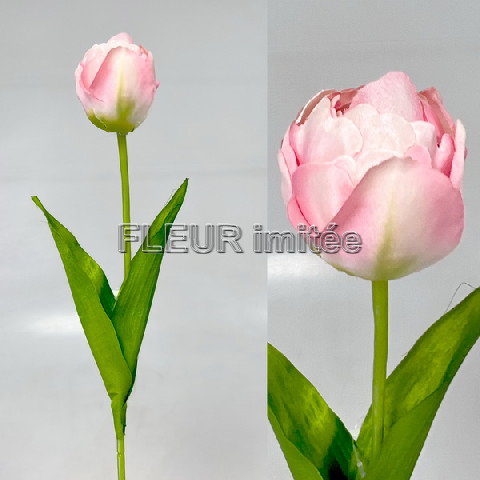 Tulipán x1 55cm 48/480