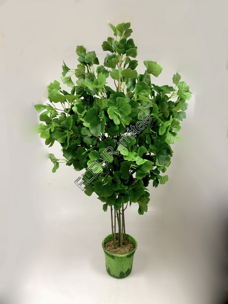 Ginkgo keř  100x50 cm  24/120