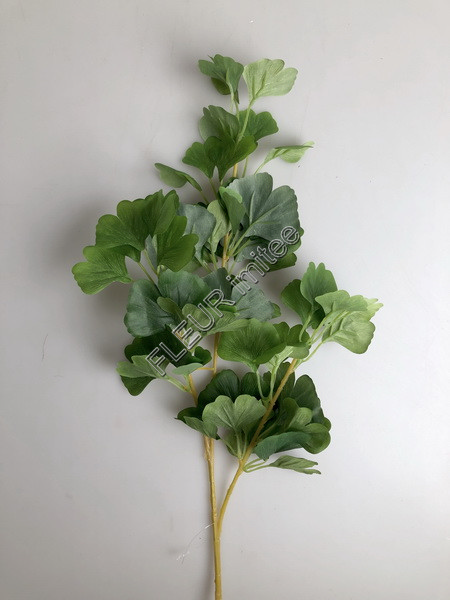 Ginkgo  98cm 24/120