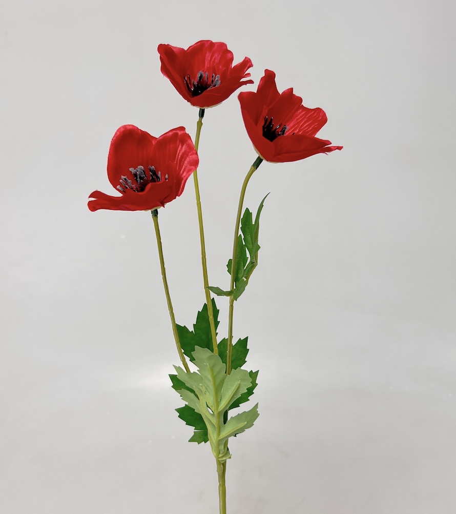 Vlčí mák x3  45cm