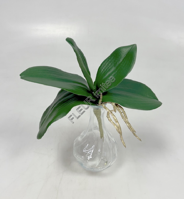 List orchidea 27cm 48/288