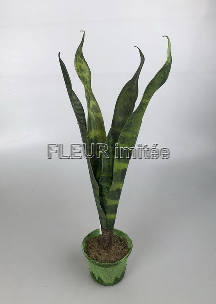 Sanseviera latex  60cm  vč.květ. 6/36