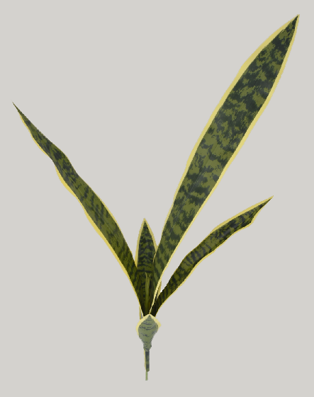 Sanseviera x 5  80cm