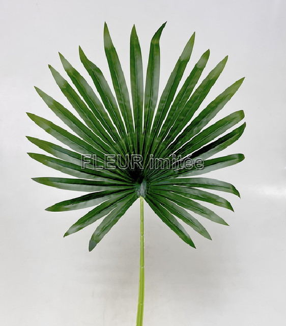 List palma Washington 75cm 12/96