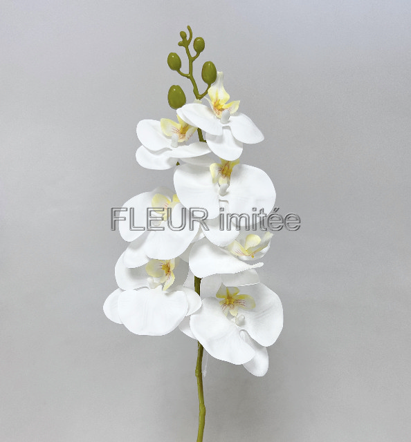Orchidea 66cm 12/120