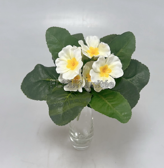 Saintpaulia 20cm 24/240
