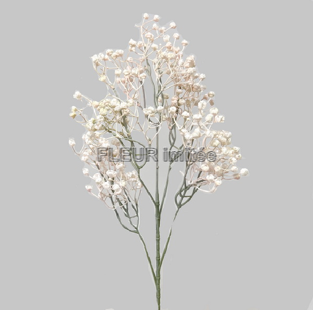 Gypsophila x5  70cm 12/96