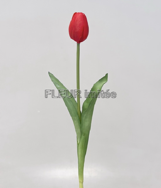 Tulipán x1 latex 42cm 12/96