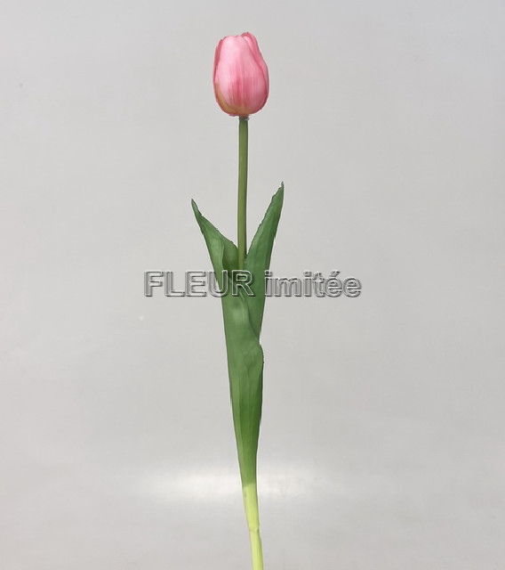 Tulipán x1 latex 42cm 12/96