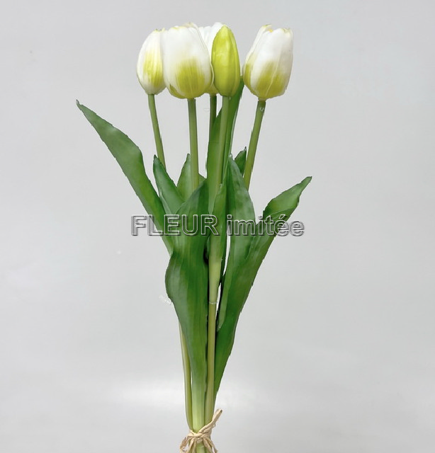 Tulipán x5 latex 42cm 12/96