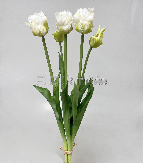 Tulipán x5 latex 47cm  12/72