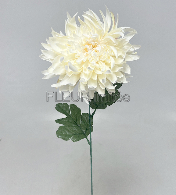 Chryzantéma  17/60cm  24/144