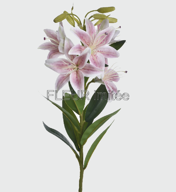 Lilie 76cm 24/96