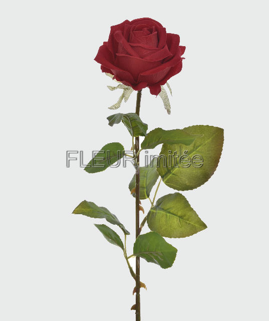 Růže velvet 50cm 63/8cm 48/240