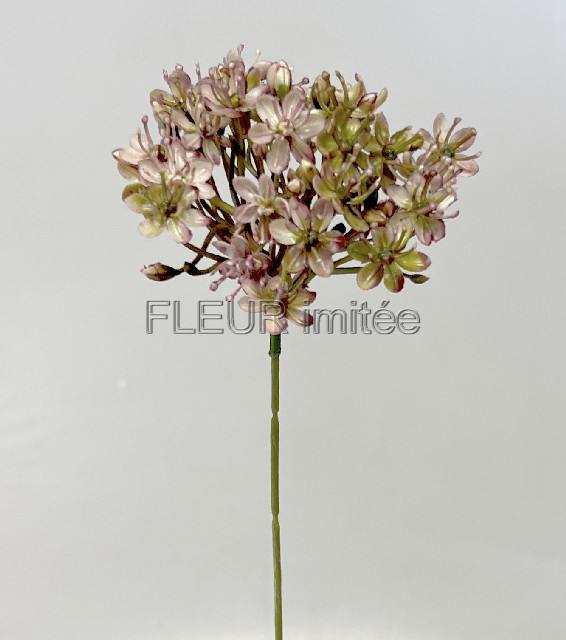 Česnek 42/14cm 6/96