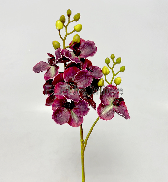 Orchidea x2 60cm 24/144