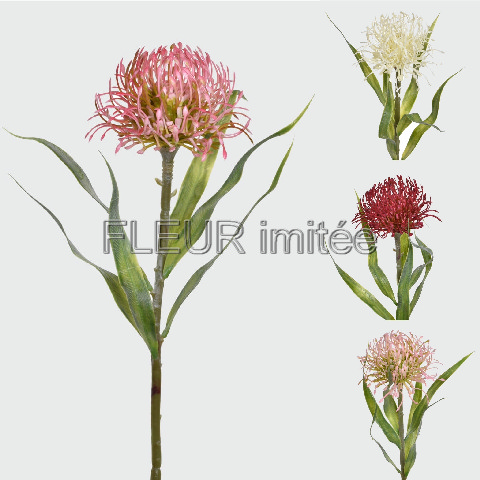 Protea 54cm 24/192