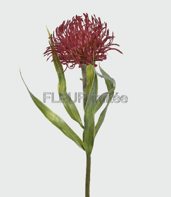 Protea 54cm 24/192