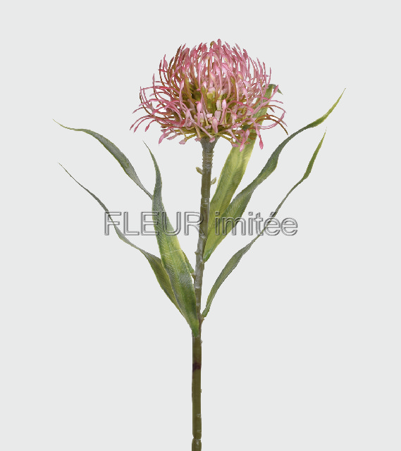 Protea 54cm 24/192