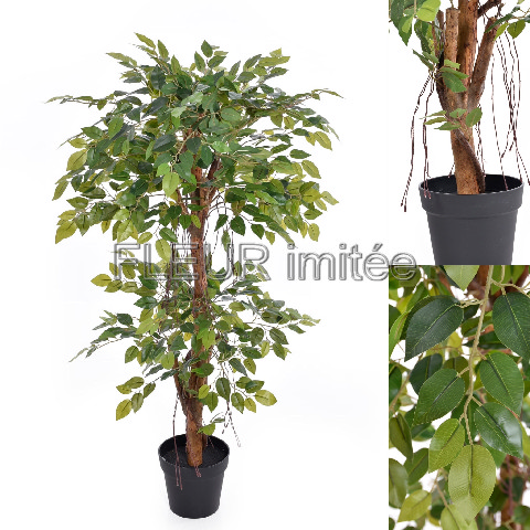 Fikus strom 125cm benjamín 1/2