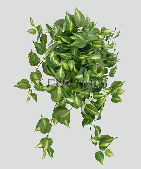 Pothos 82cm  12/72