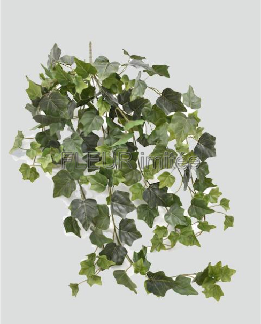 Břečťan 80cm  12/72