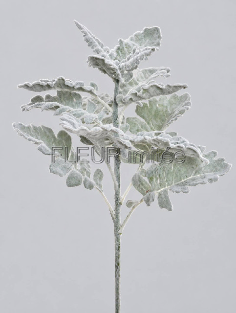 Starček 55cm 36/360