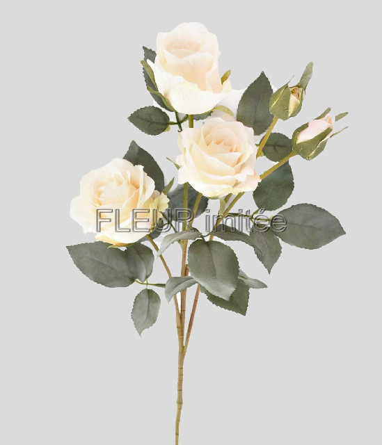 Růže x5 65cm 24/240