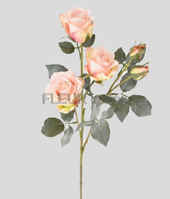 Růže x5 65cm 24/240