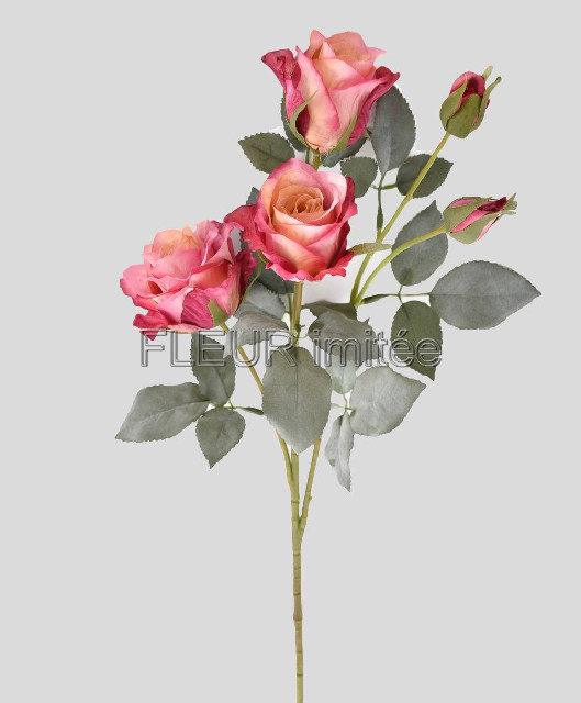 Růže x5 65cm 24/240