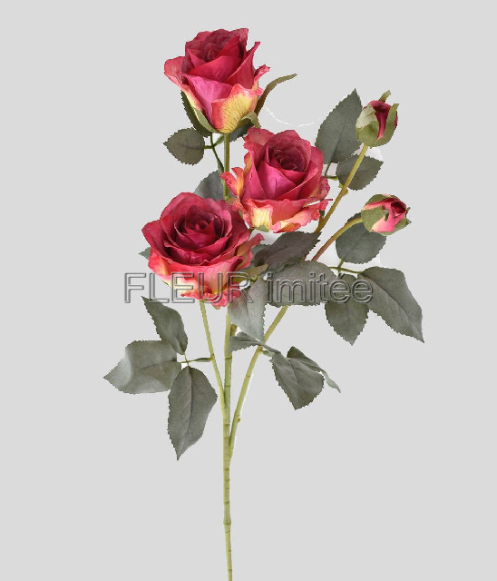 Růže x5 65cm 24/240