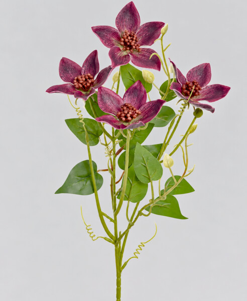 Clematis x4 60cm 36/360