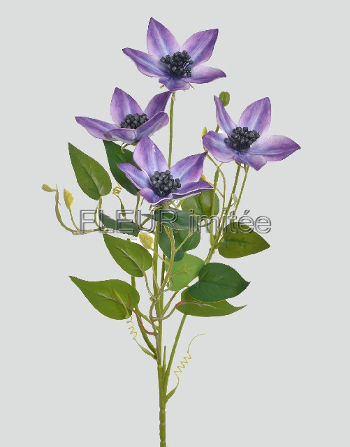 Clematis x4 60cm 36/360