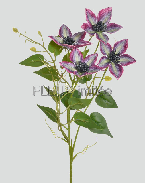 Clematis x4 60cm 36/360