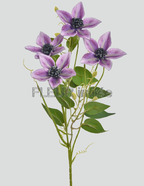 Clematis x4 60cm 36/360