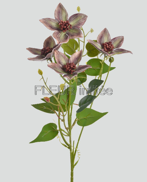 Clematis x4 60cm 36/360