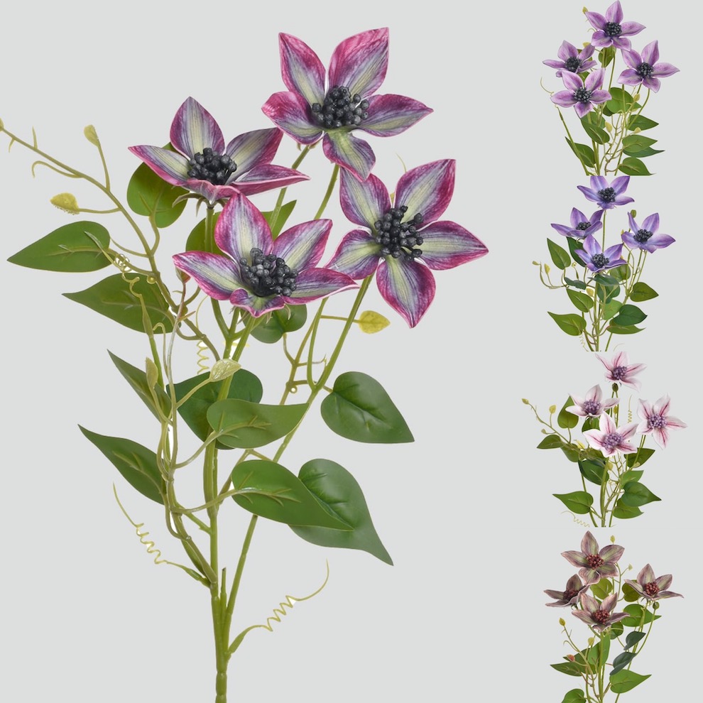 Clematis x4 60cm 36/360